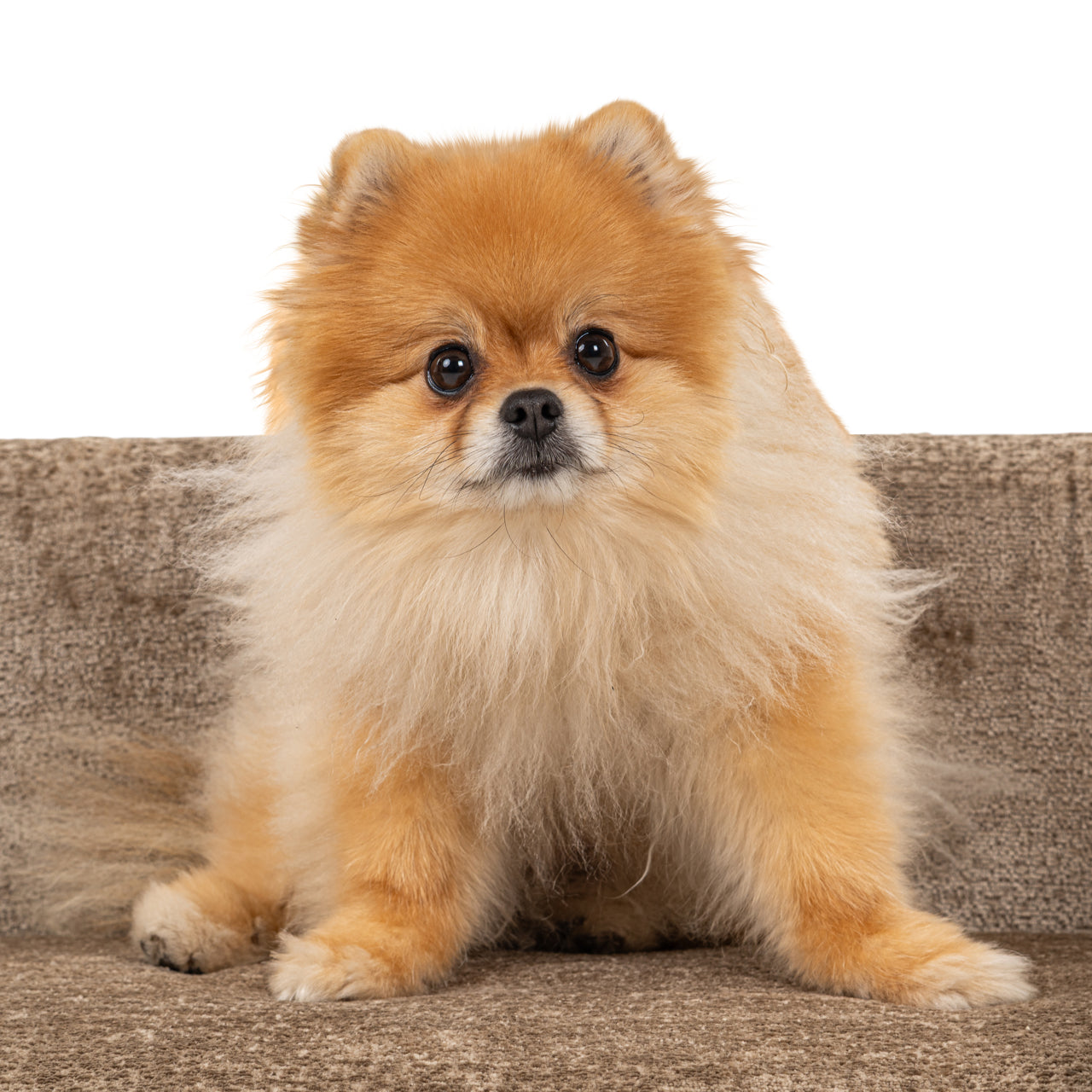 Richmond Möbel | Hundebett Bingo | Clay-chenille